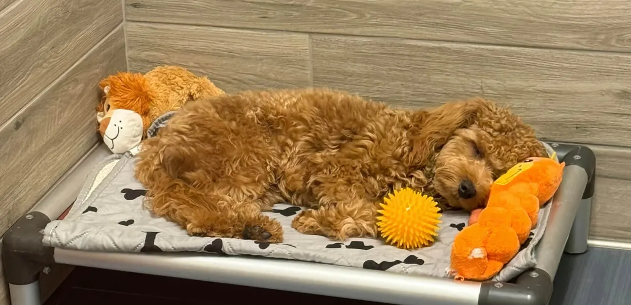 Dog Boarding